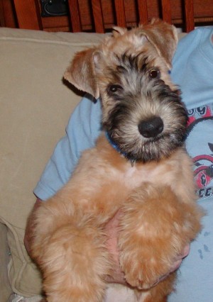 Brodie · 3 months old