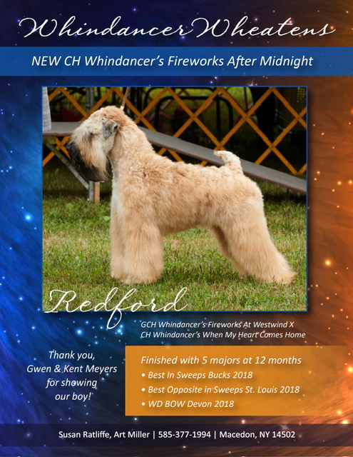 CH Whindancer's Fireworks After Midnight - Redford