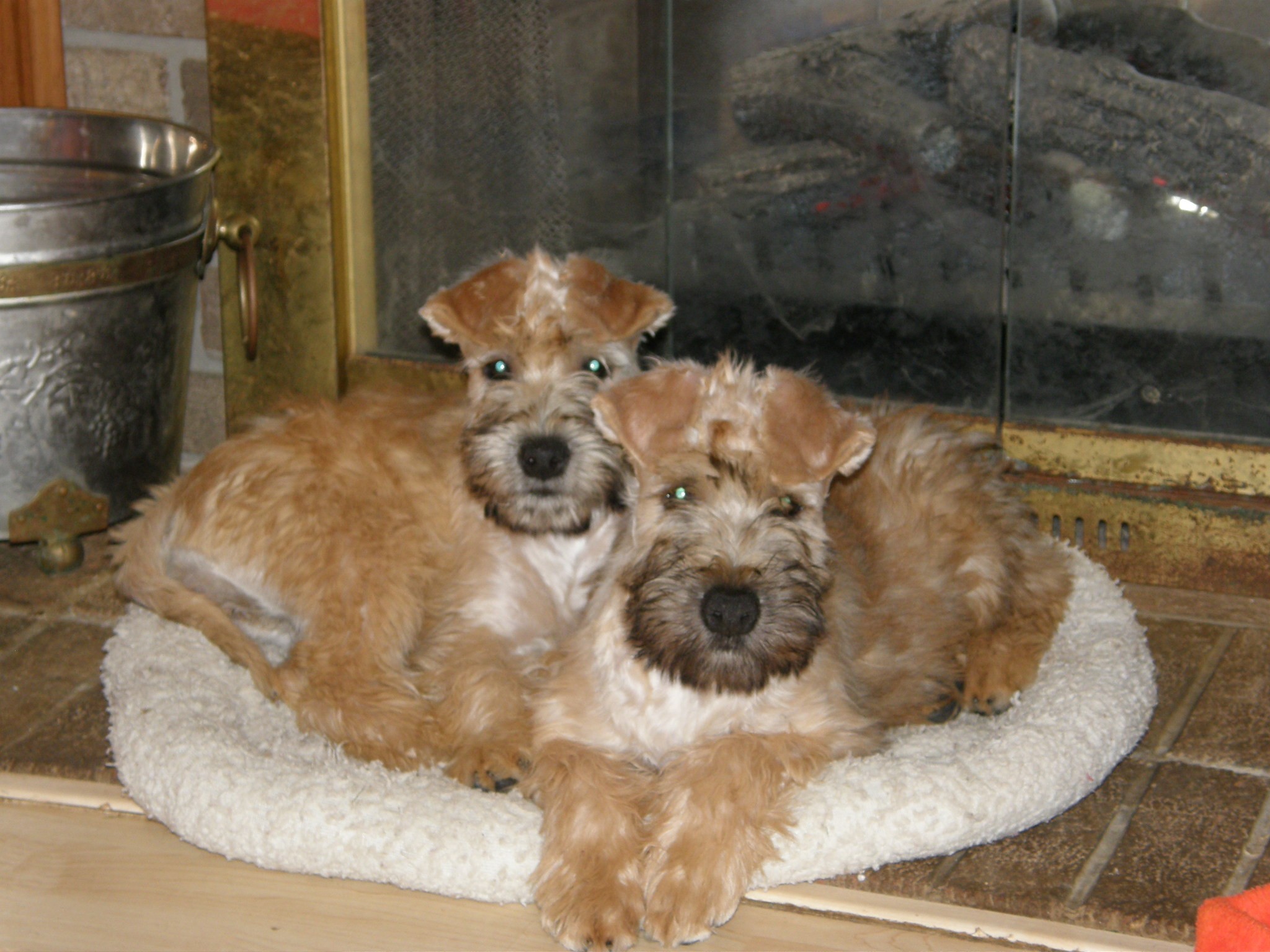 Puppies at rest