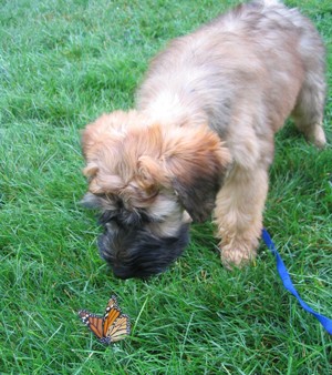 Puppy meets a butterfly