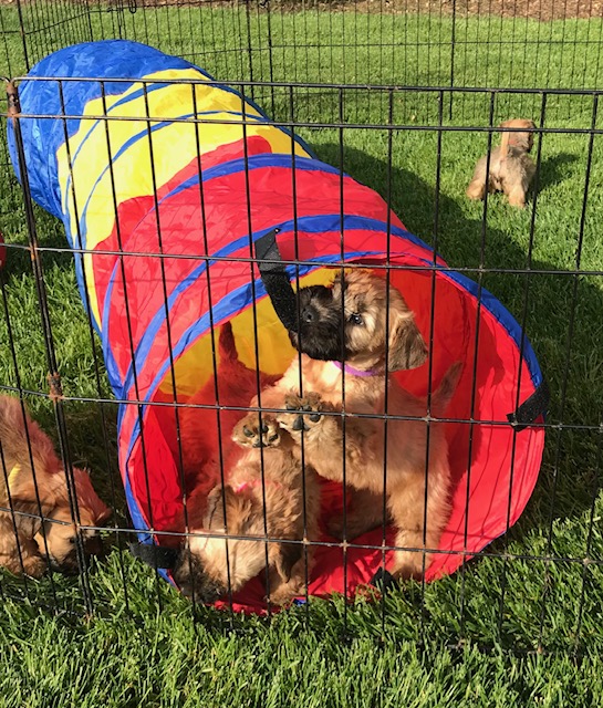 Puppies playing