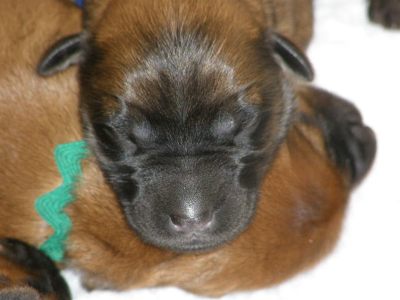 Little puppy