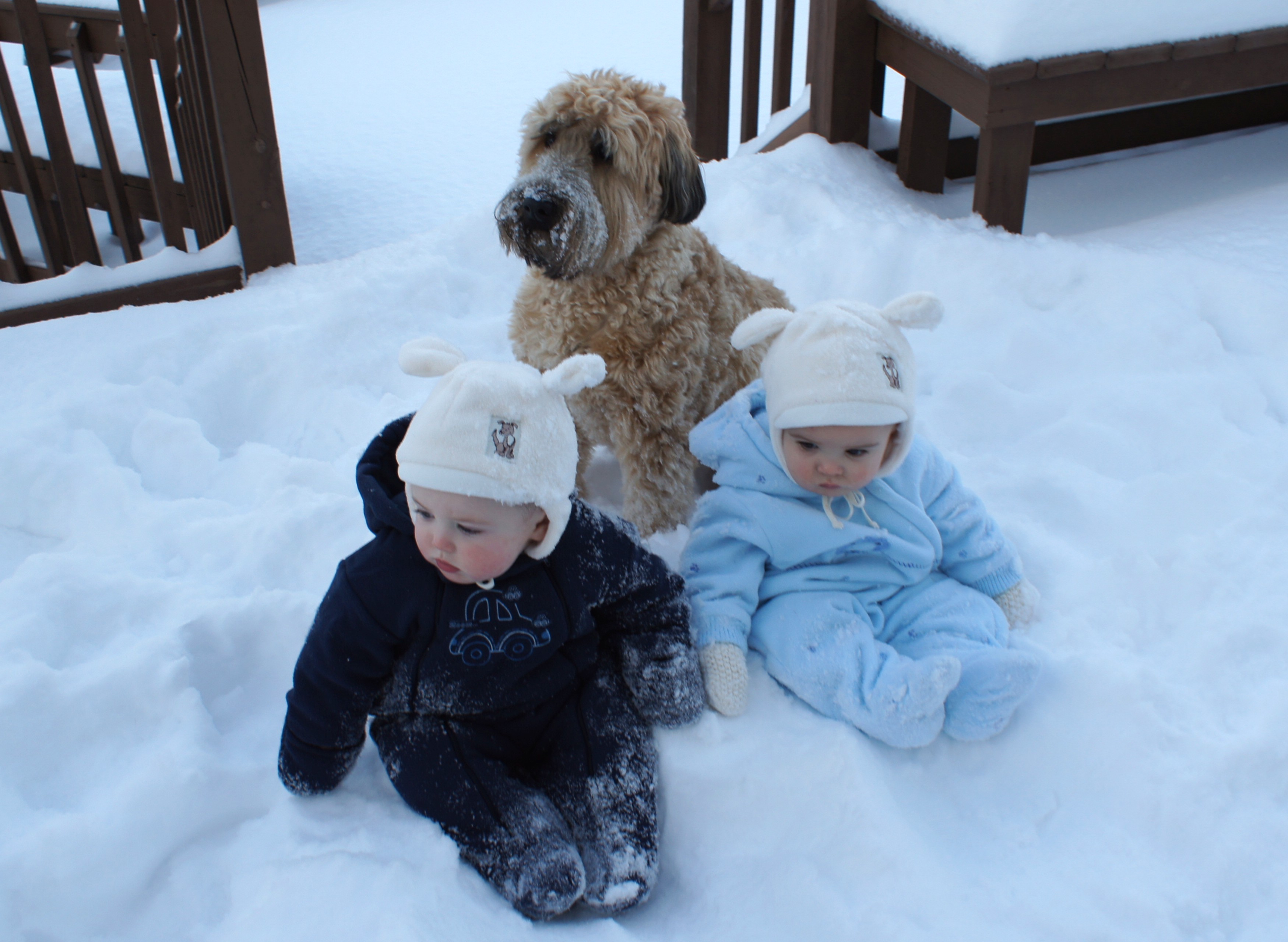 Three snow bunnies