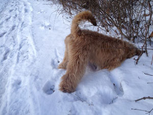 Archie loves the snow