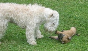 Molly with her puppy
