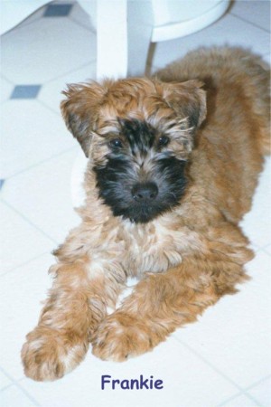 Frankie when he was a puppy