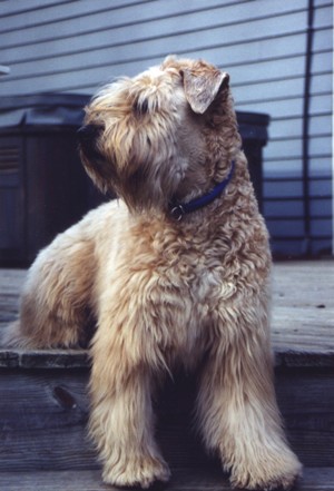 Fergus guarding the porch