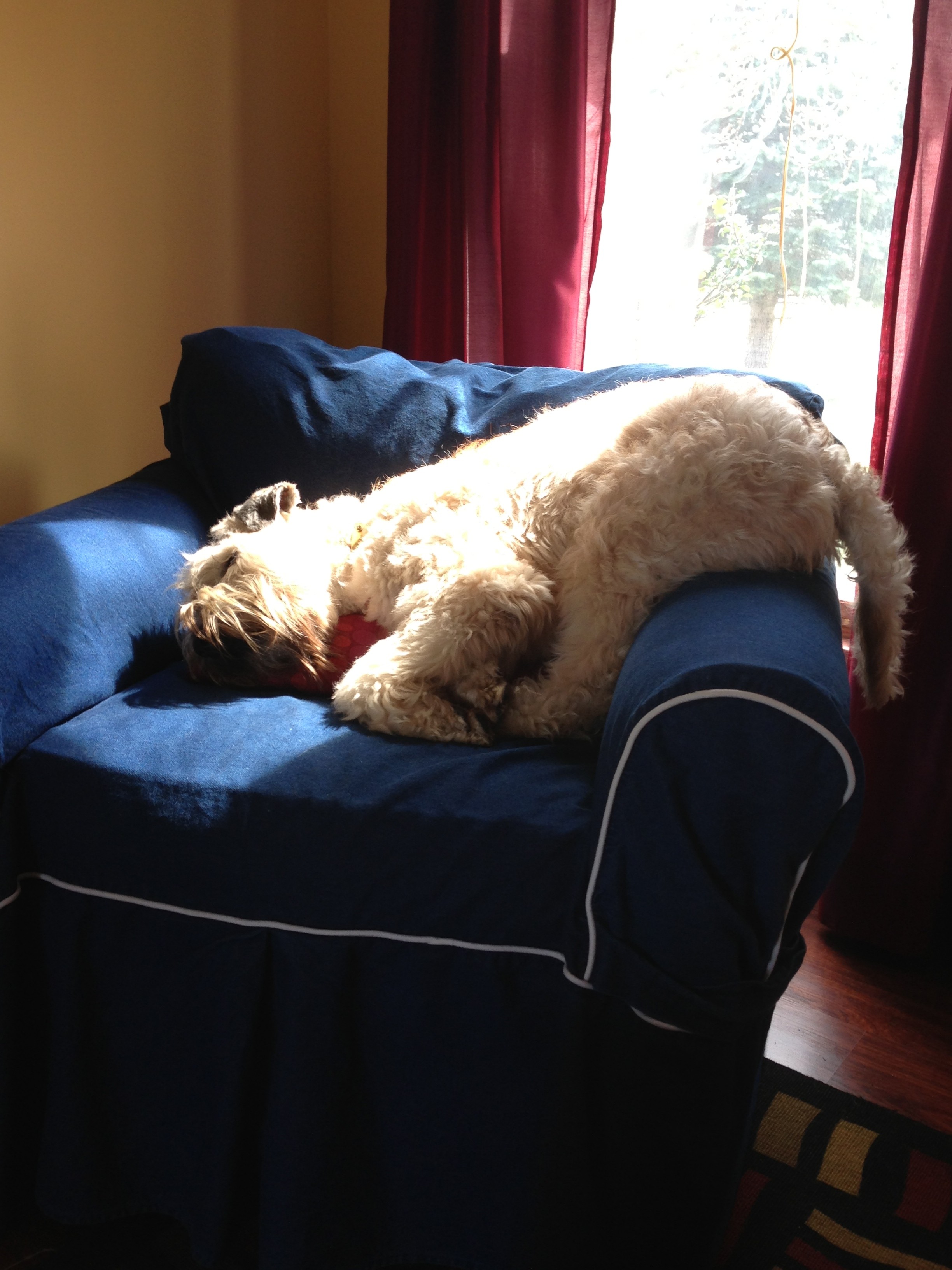 Ozzie snoozing