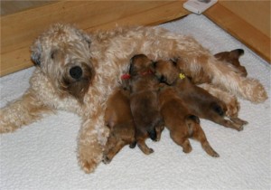 Jordan with her 4-week-old puppies