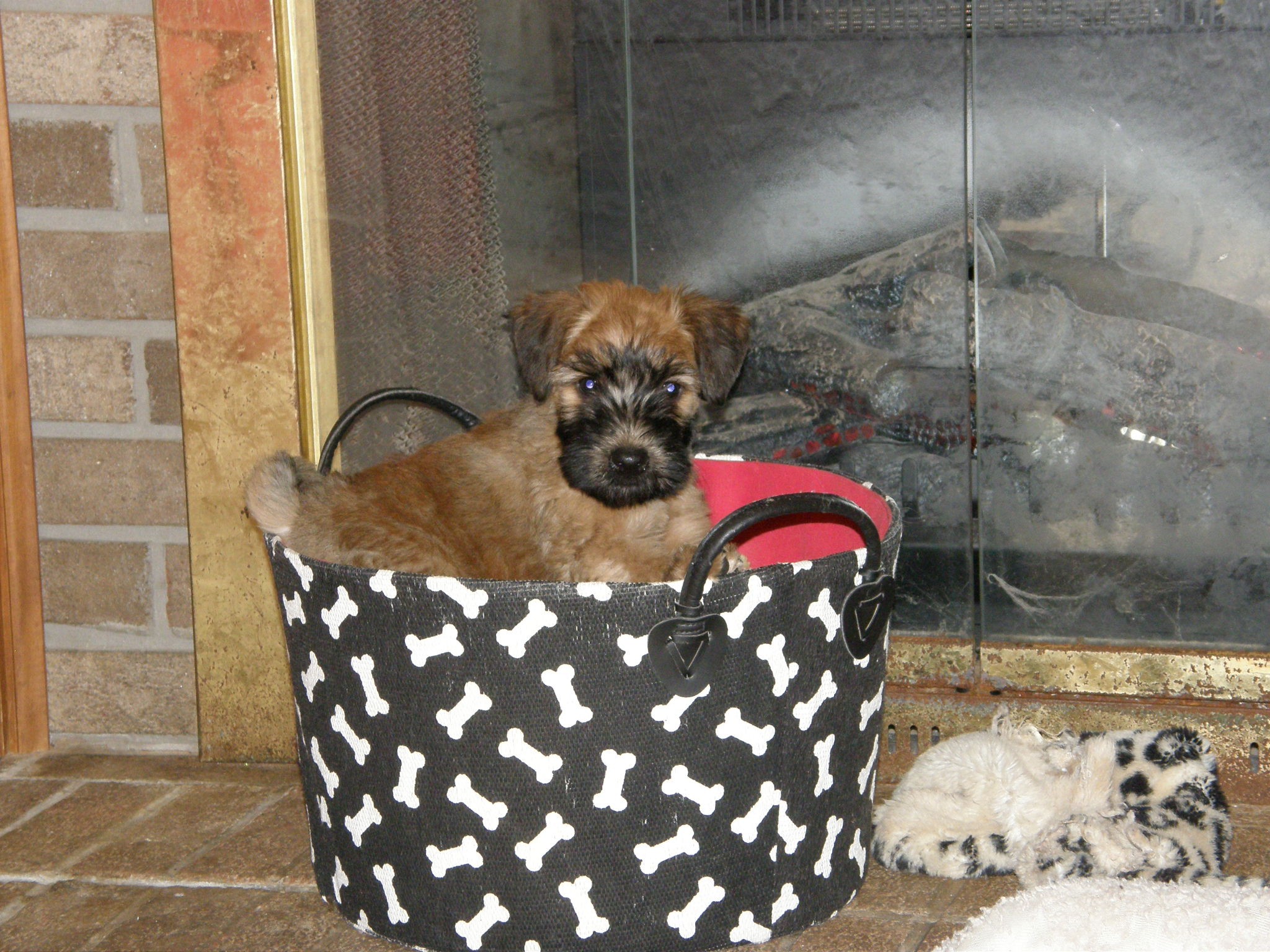 This is my basket