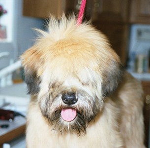 Very bad hair day