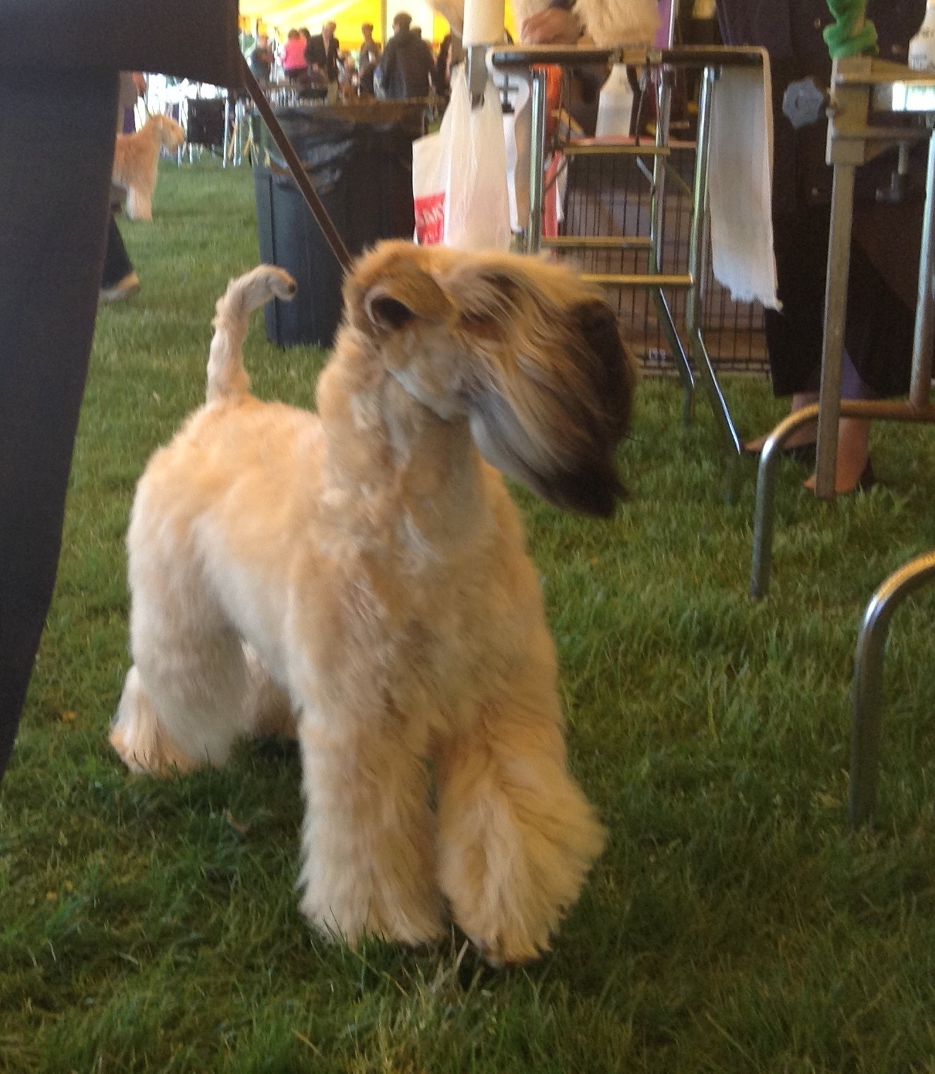 Sadie at Bucks