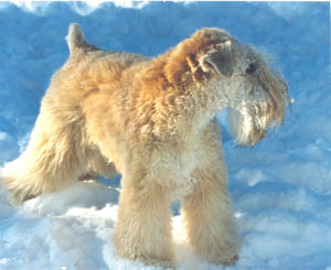 Joli-Jane · playing in the snow