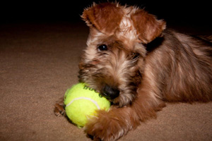 Sage · 12 weeks old