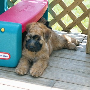Puppy resting in the shade