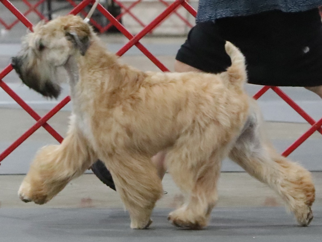 Photo of Clementine